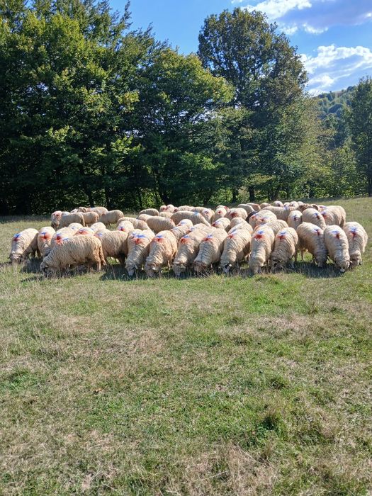 Oi de vînzare  Dărmănești Județul  Bacău