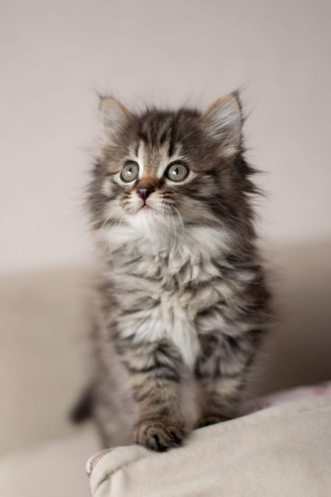 Отдаётся котенок - девочка