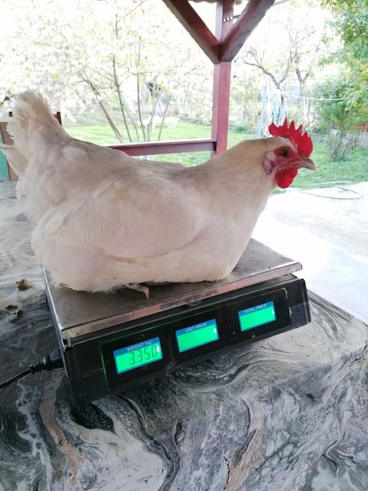 Vând oua pt incubat La bresse