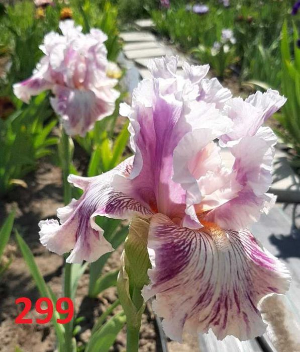 Сортови вискоки ириси /брадати ириси