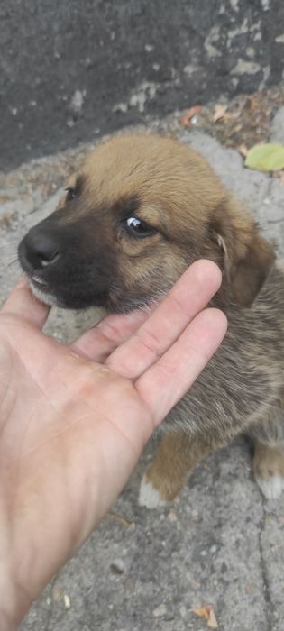 Отдам в хорошие руки