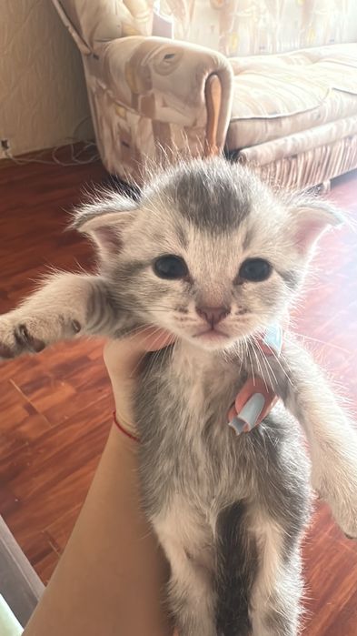 Отдам котят в добрые ручки