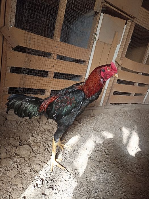 Madagaskar pornosini tomosha qiling