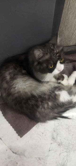 Кот британский длиношерсть