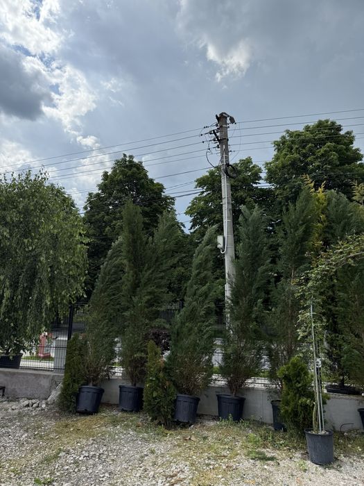Vand plante ornamentale calitate extra