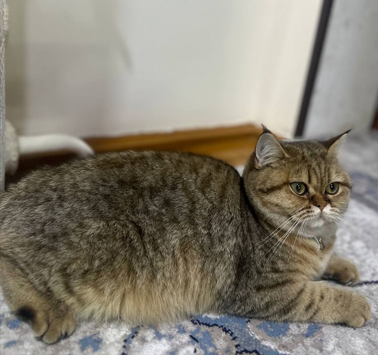 4 ойлик шиншилла кизбола