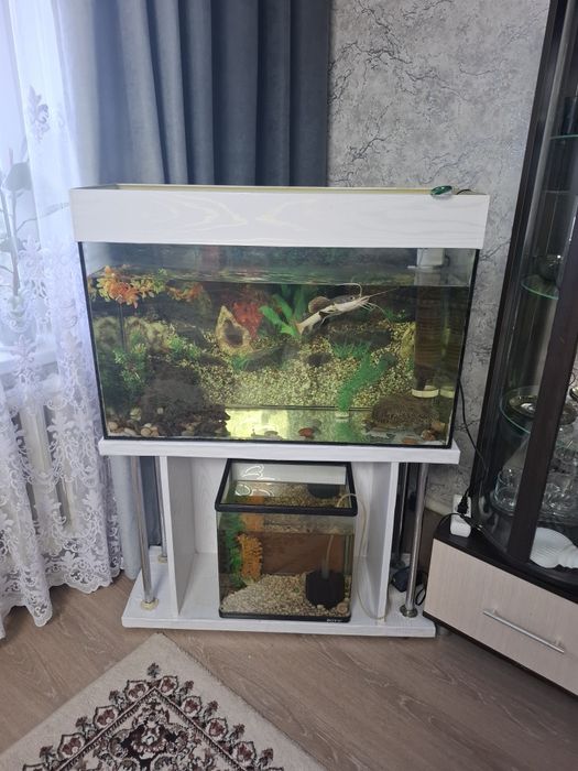 Продам аквариум Сомом