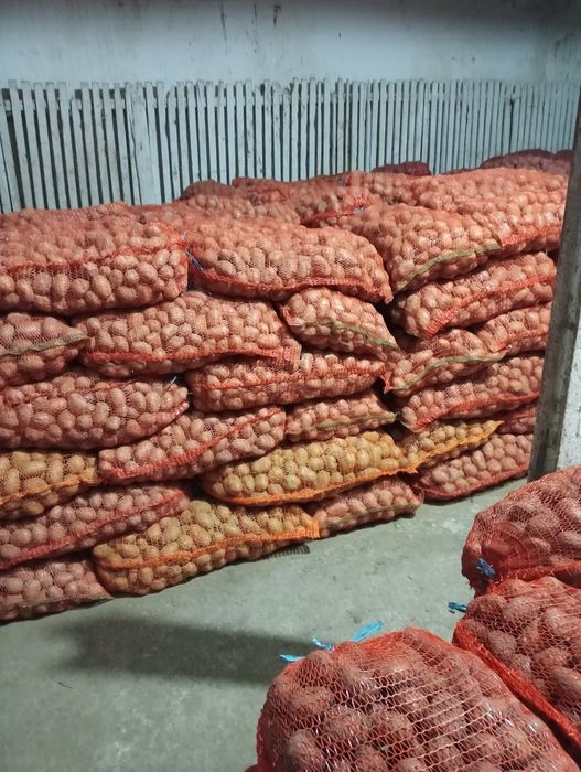 Cartofi de sămânță Soraya.