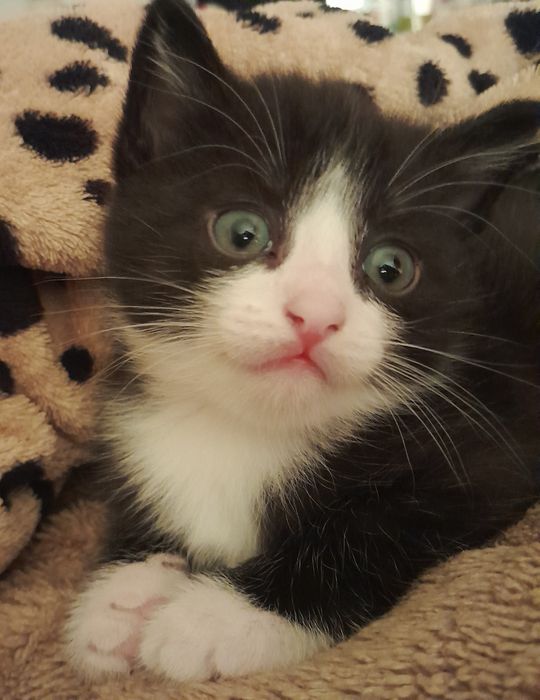 Котёнок Макс 2 мес 2нед