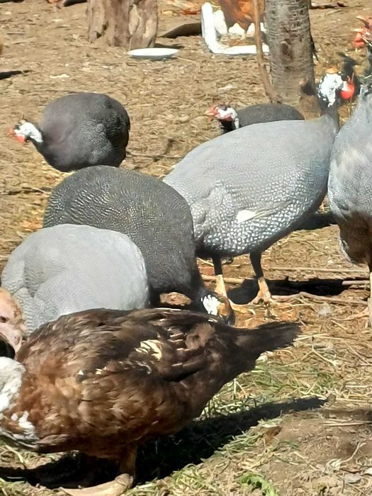 Продаются цисарки