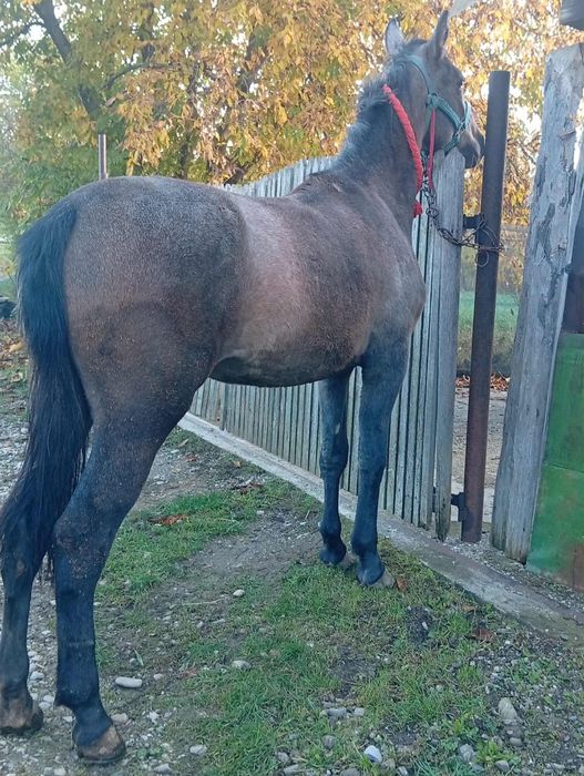 Vand mănză de 2 ani