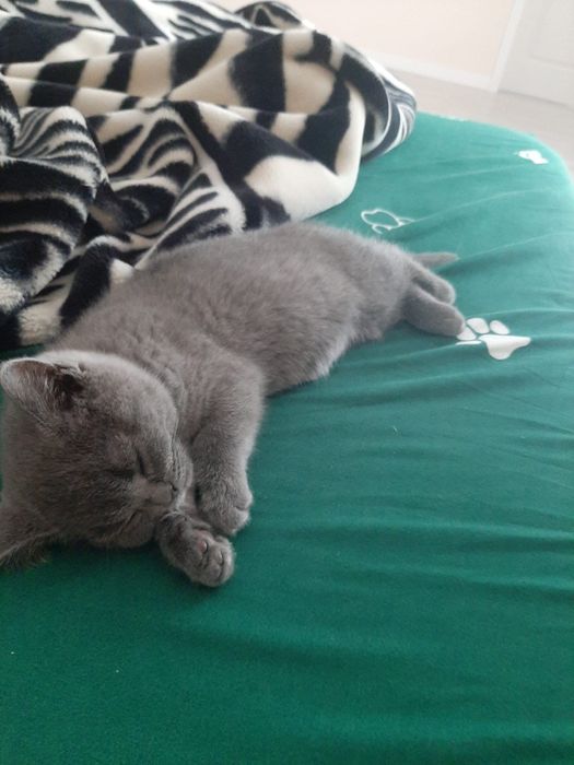 British Shorthair rasa pura