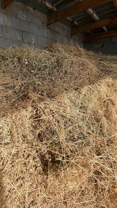 Жонышка 50мын тг