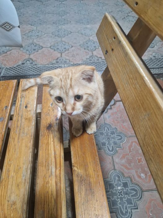 Шотланский вислоухий кот