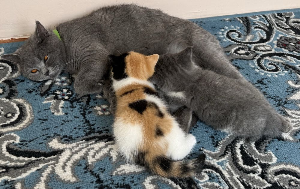 Britan 2 oyli qizbola mushuk latok biladi