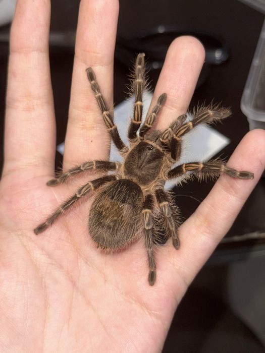 Grammostola pulchripes паук-птицеед взрослый