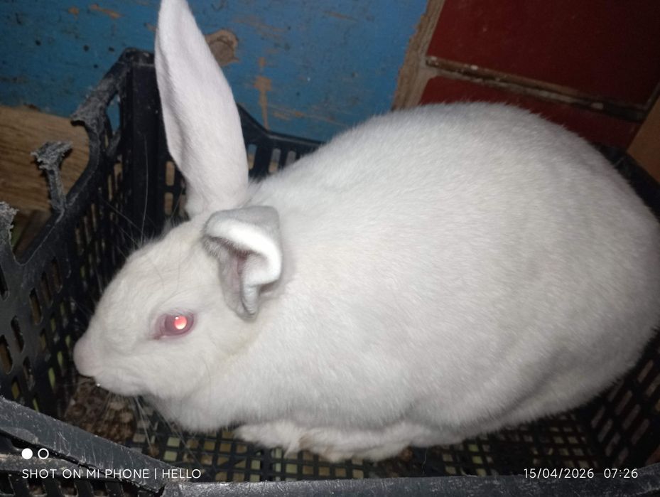 quyon hikol toz zoti