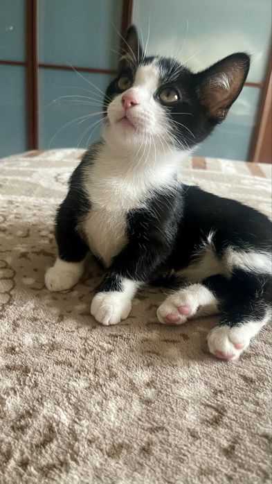 Котенок породы Манчкин