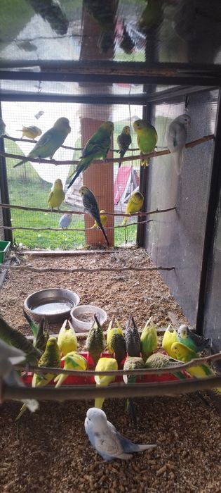 Peruși  ,pui și perechi reproducătoare