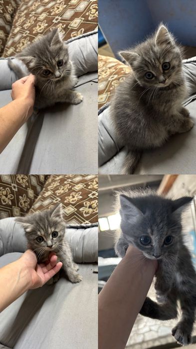 Котята/две девочки/в добрые руки