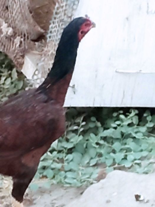 Дакан мокиён сотилади турк Билан карис 500000сум