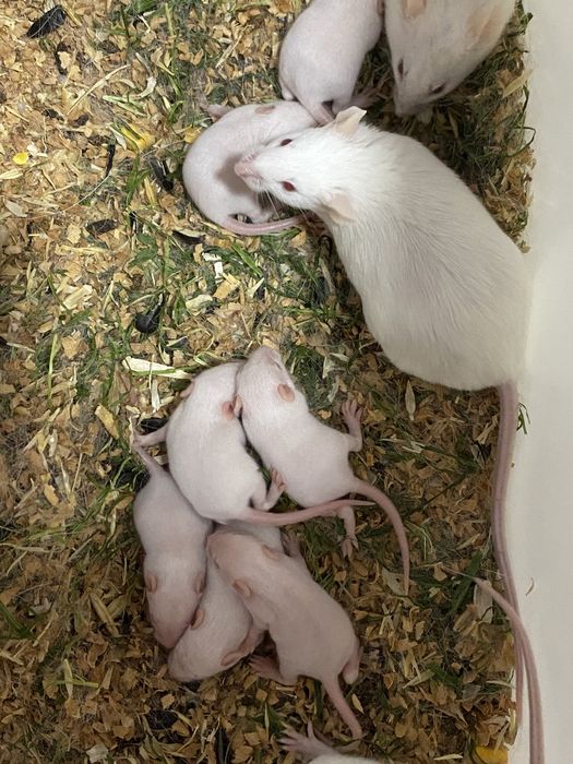 Голыши кормовых мышей