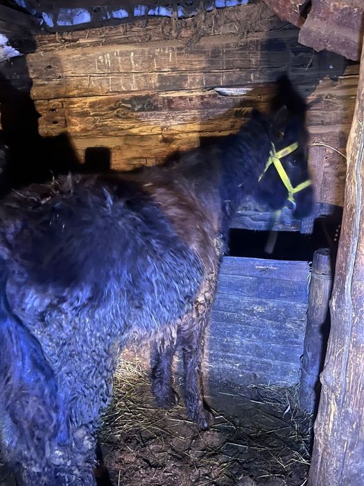 Продам жабагы еркек