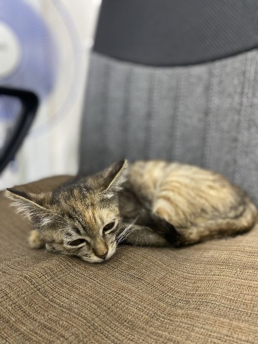Котенок девочка стерелизуем