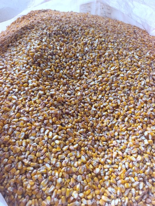 Porumb boabe 2025 posibilitate transport