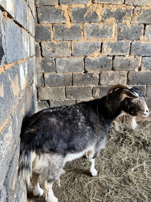 Домашние животные