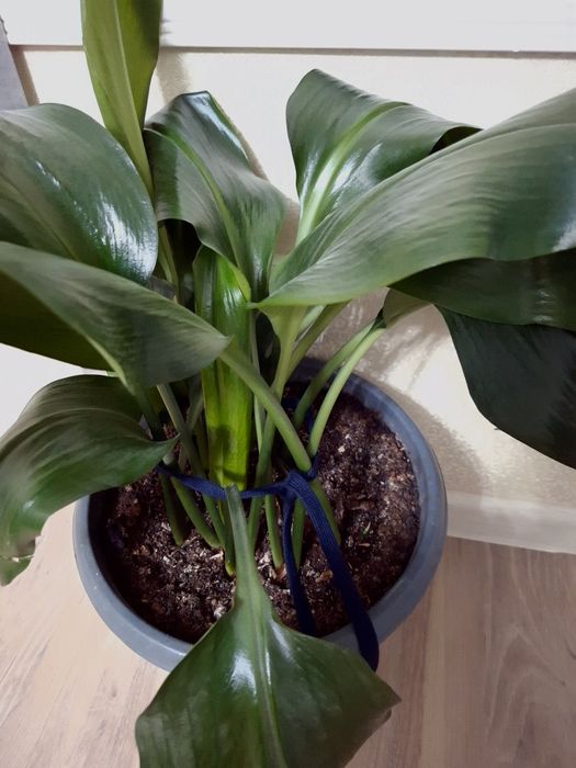 Комнатные растения Эухарис(Амазонская Лилия)