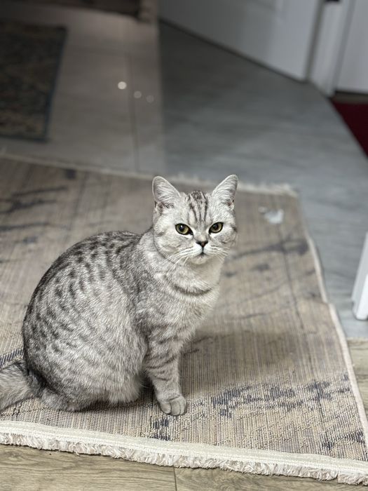Продаётся котёнок