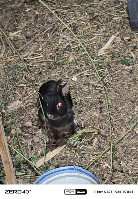 Карликиви қуёнлар