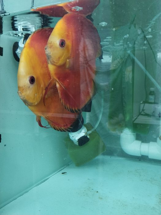 Дискус рабочая пара привазной