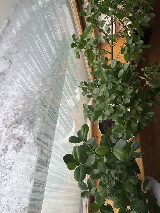 Фикус для офиса и дома