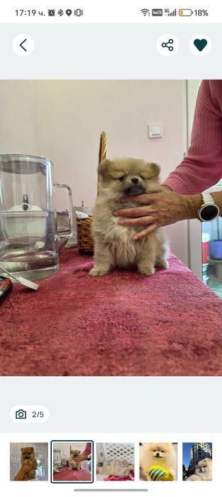 Мини померан момиче на 60 дни