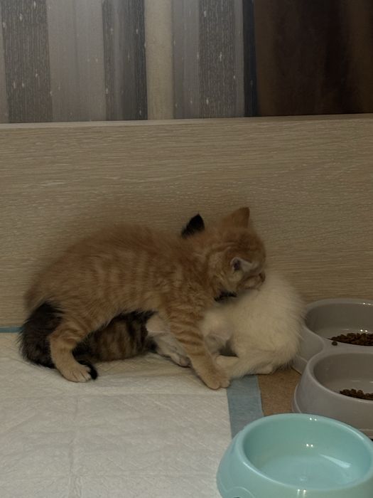 котята в добрые руки