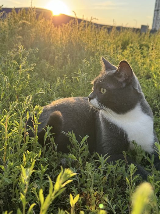 Отдам кота и кошку ( трлтко вместе)