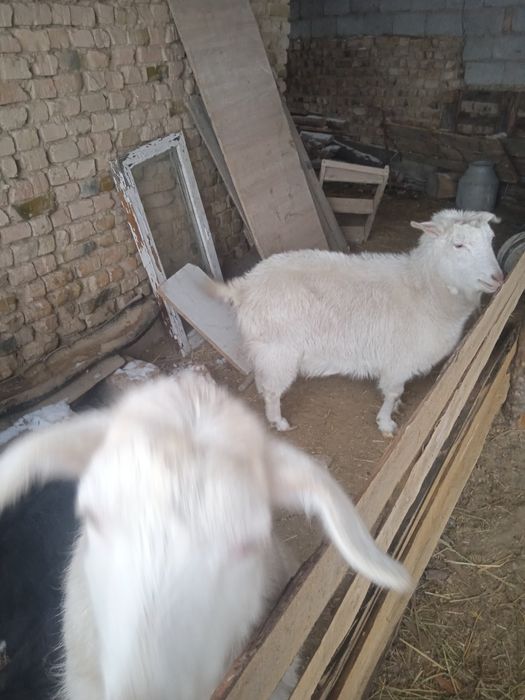 Козы ешкі сатылады