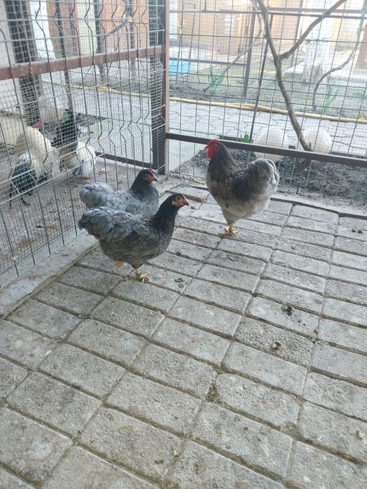 Wyandotte Albastru  pitic