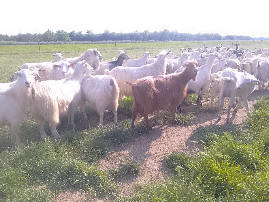 Capre și iezi de vânzare!