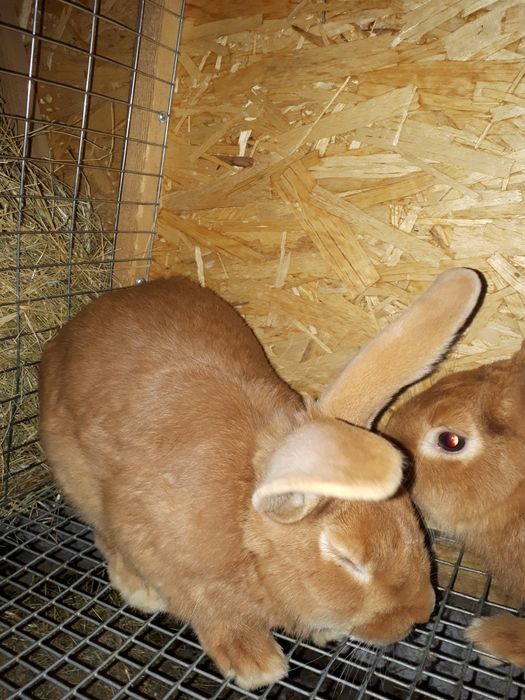 Продам кроликов не дорого.