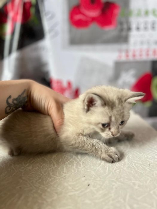 Отдам котят в добрые руки