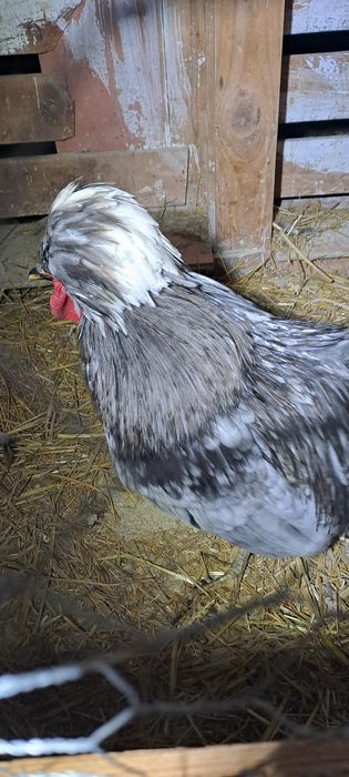 Vand pereche de motata olandeza