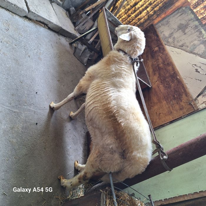 Nyusha yalangoch mushuk