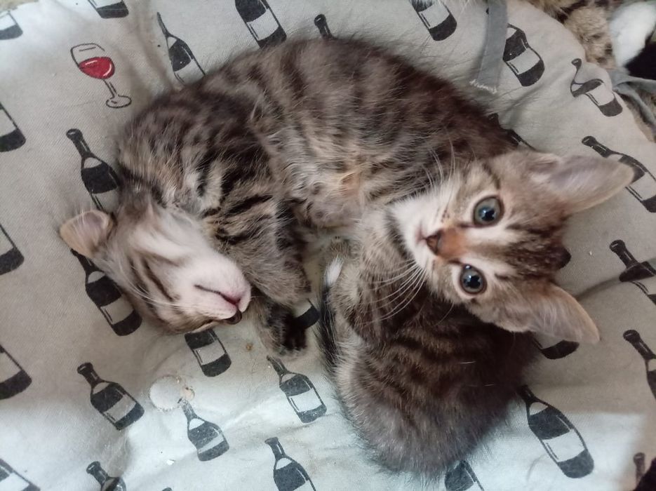 Отдам котят в добрые руки