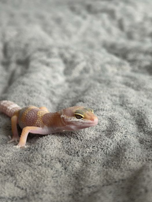 Эублефар малышь