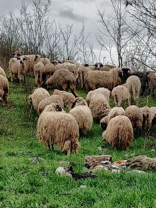 oi cu miei  de vanzare