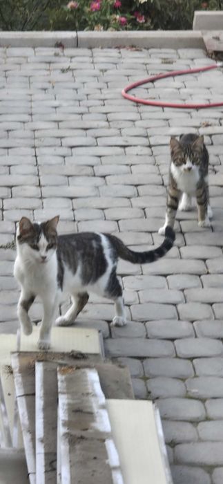 Найдены потерянные котики