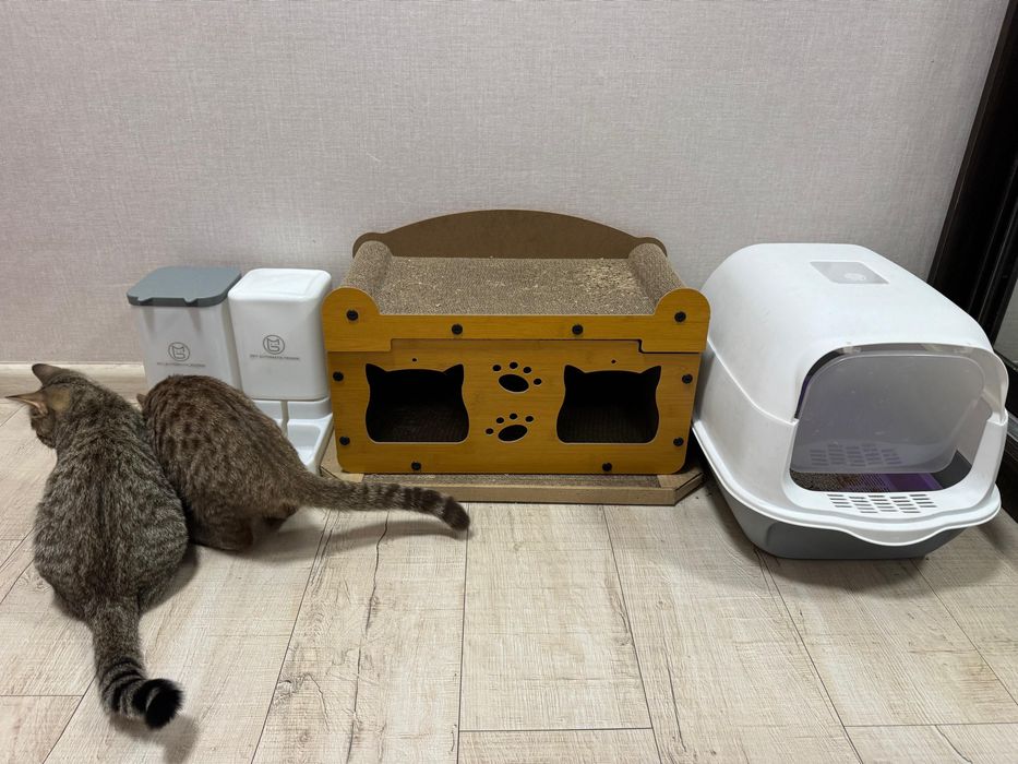 Продам 2 котят 4 месяца